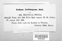 Gyromitra infula image